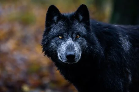 A black wolf in the forest Stock Photos
