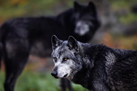 A black wolf in the forest Stock Photos