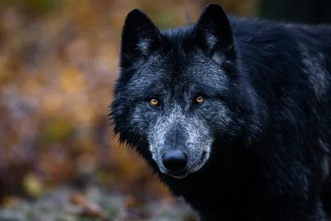 A black wolf in the forest Stock Photos