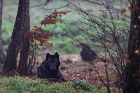 A black wolf in the forest Foto stock