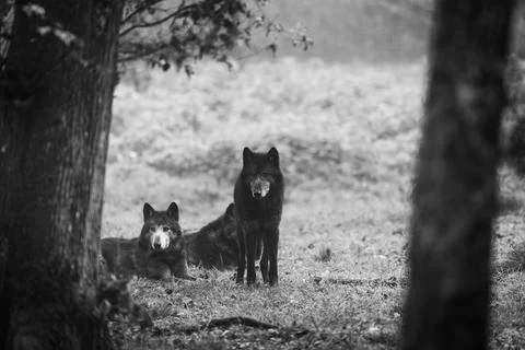 A black wolf in the forest Foto stock