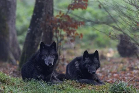 A black wolf in the forest Stock Photos