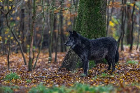 A black wolf in the forest Foto stock