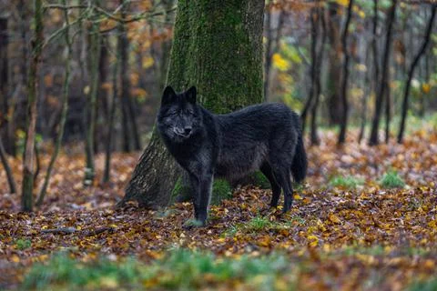 A black wolf in the forest Stock Photos