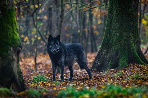 A black wolf in the forest Stock Photos