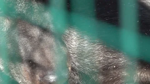 The black wolf growls Stock Footage 223485562