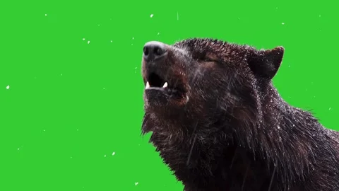 Black wolf howling profile portrait with natural audio on green screen. Stock Footage 342281637