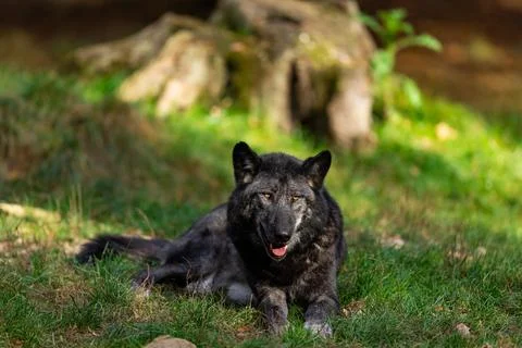 A black wolf rests in the forest Foto stock