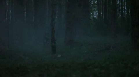 Black wolf runs by Stock Footage 12448596