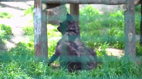 Black wolf sitting in the cage during the summer Stock Footage 76088792
