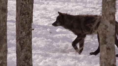 Black wolf slow motion stalking in forest Stock Footage 87211096