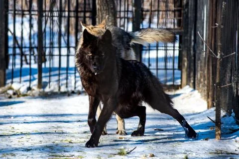 Black wolf in the snow Stock Photos