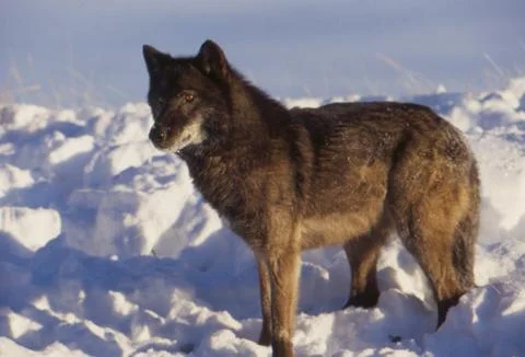 Black Wolf in snow Stock Photos