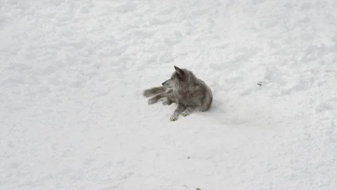 Black wolf in the snow zoom in Stock Footage 87202043