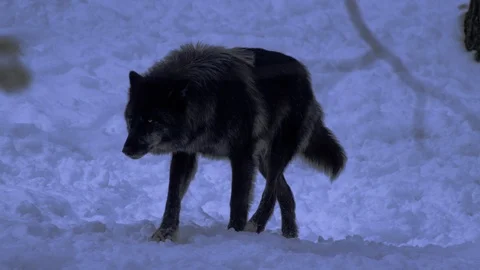 Black wolf stalking at night in winter forest Stock Footage 87212586