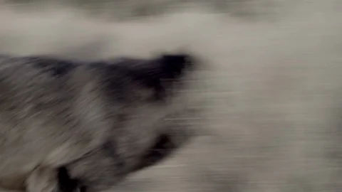 Black wolf trained running in the wilderness ( different angles) Stock Footage