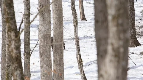 Black wolf trots through winter forest Stock Footage 75251720