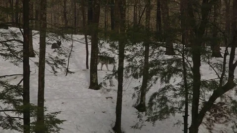 Black wolf walking among trees Stock Footage 73670193