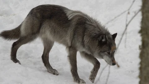 Black wolf walking in the snow through t... | Stock Video | Pond5