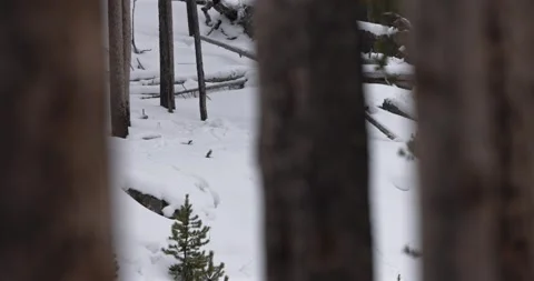Black wolf walking through dense forest, hidden in trees, winter Yellowstone Video stock 334632280