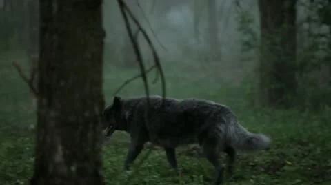 Black wolf walks by Stock Footage 12448467