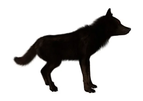 Black Wolf on White Illustrazione stock