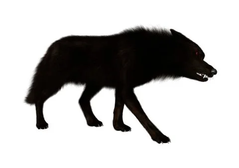 Black Wolf on White Illustrazione stock