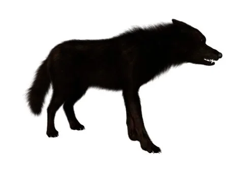 Black Wolf on White Illustrazione stock