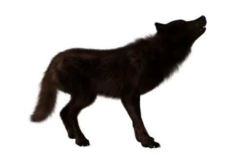 Black Wolf on White Illustrazione stock