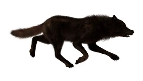 Black Wolf on White Illustrazione stock