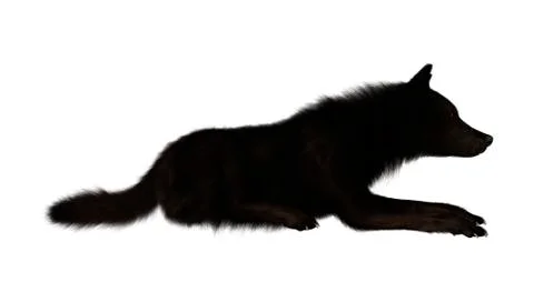 Black Wolf on White Illustrazione stock