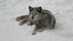 black wolf lying down