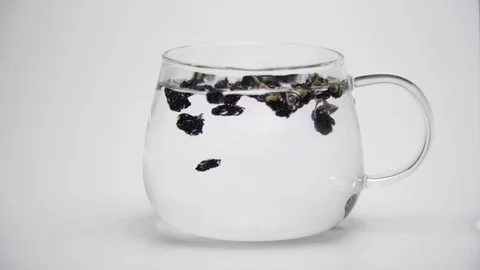 Black wolfberry Stock Footage 111645591