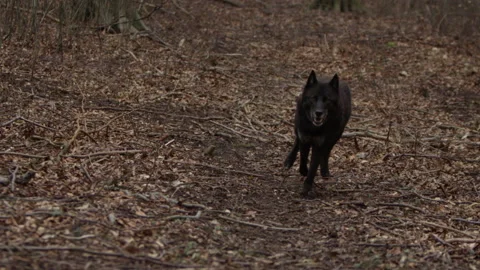 Black Wolve running through forest gnashing teeth Stock Footage 136746274