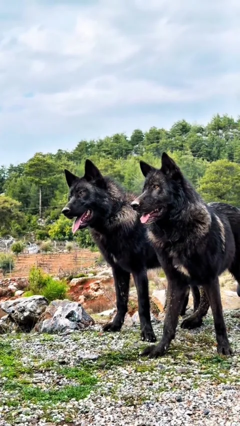 Black wolves resting on rocky ground in forest Stock Footage 341817544