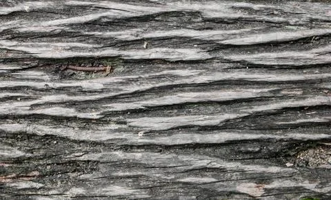 Black wood texture Stock Photos