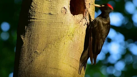 Black woodpecker calling Video stock 121586446