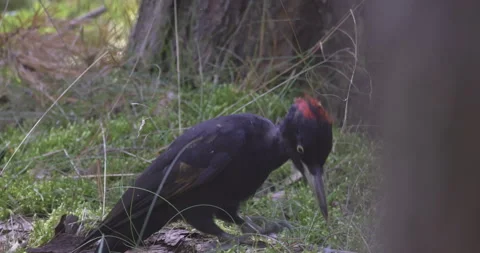 A black woodpecker eats worms on the moss, 4K slomo Stock Footage 251796462