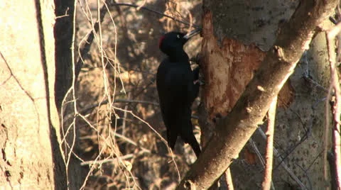 Black woodpecker. Stock Footage 25185128