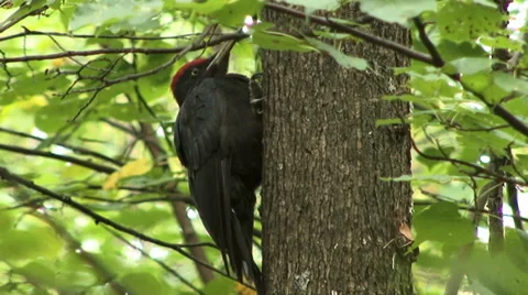 Black woodpecker Stock Footage 27428462