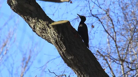 Black Woodpecker Stock Footage 36176267