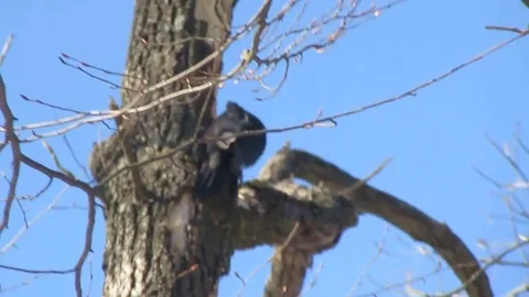 Black woodpecker Stock Footage 90052120