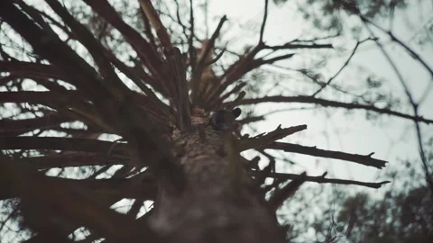 Black Woodpecker Knocking on Pine Tree Looking for Food, 02 color graded Stock Footage 150910858