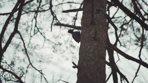 Black Woodpecker Knocking on Pine Tree Looking for Food, 05 color graded Stock Footage 150911061