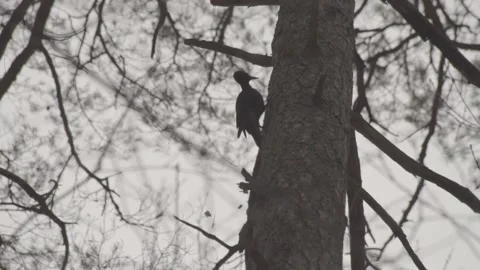 Black Woodpecker Knocking on Pine Tree Looking for Food, 06 flat profile Stock Footage 150911254