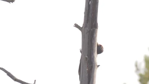 Black woodpecker knocks behind the tree (Dryocopus martius) Stock Footage 301993274