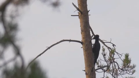 Black woodpecker knocks on the tree (Dryocopus martius) Video stock 301993194