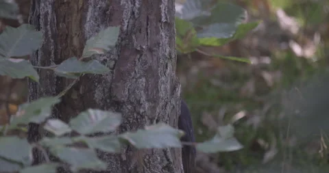 A black woodpecker makes a hole in a tree, close-up, 4K slomo Stock Footage 251790671