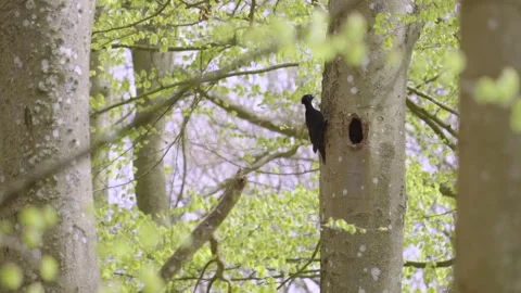 Black woodpecker nest Stock Footage 272991069