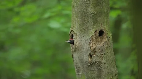 Black woodpecker with nesting hole in the tree trunk. Vídeos de archivo 88038000